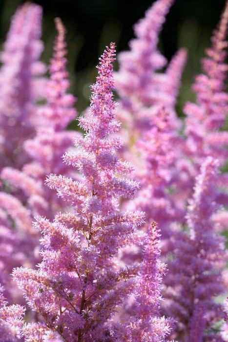 Astilbe 'Amethyst'