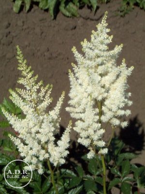 Astilbe 'Diamond'