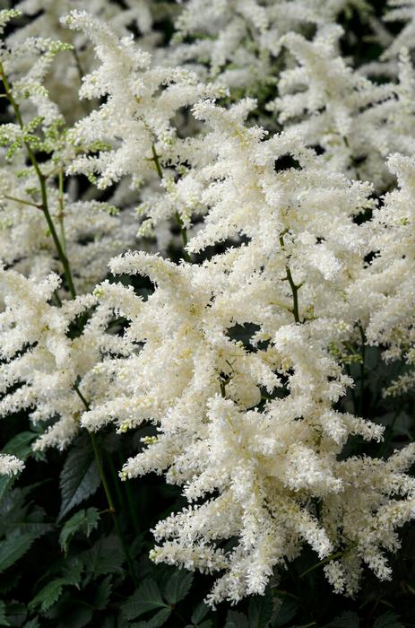 Astilbe 'Bridal Veil'