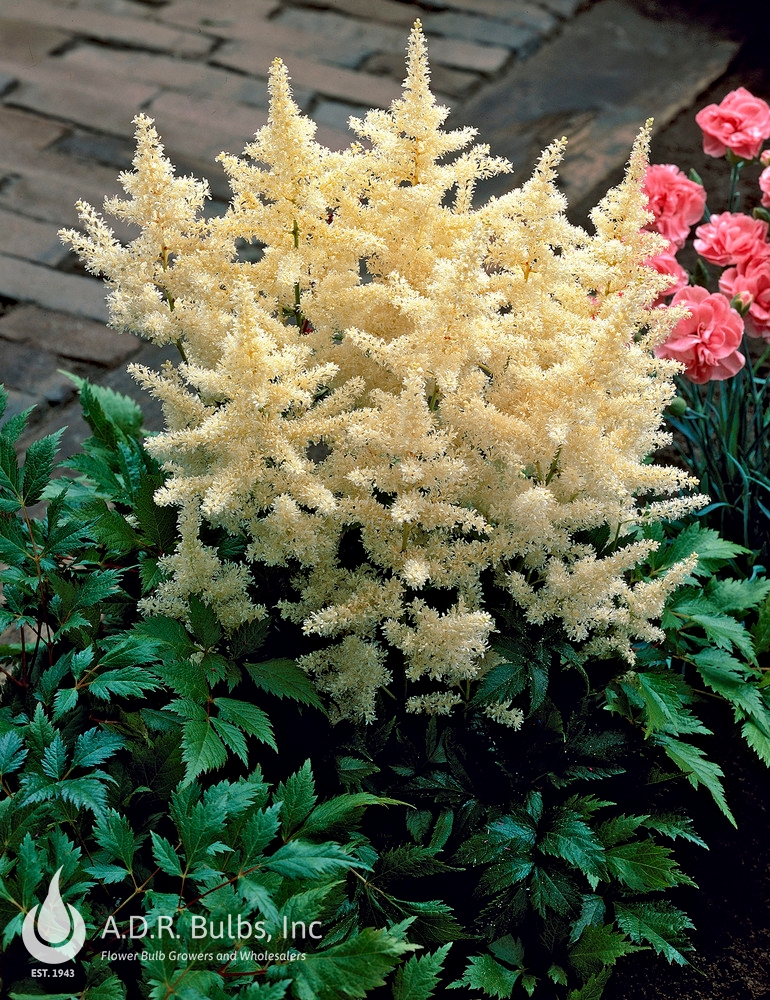 Astilbe 'Deutschland'