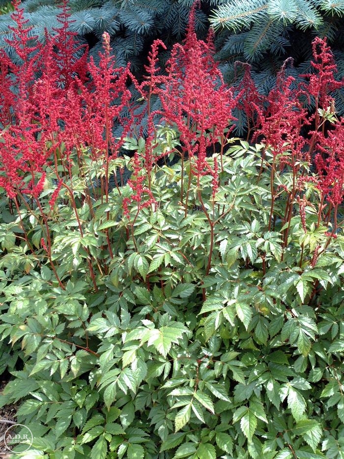 Astilbe 'Glow'