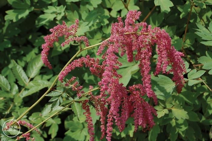 Astilbe 'Ostrich Plume'
