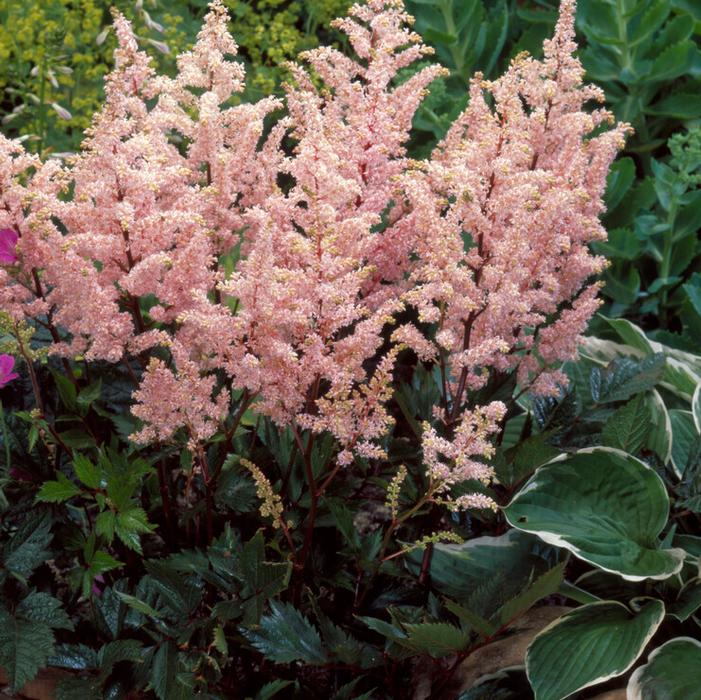 Astilbe 'Peach Blossom'