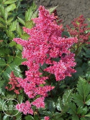 Astilbe 'Bonn'