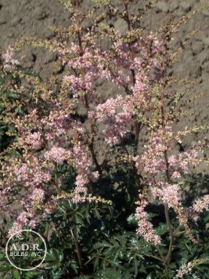 Astilbe 'Henny Graafland'