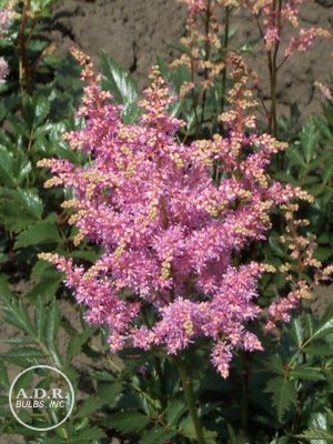 Astilbe 'Hyacinth'