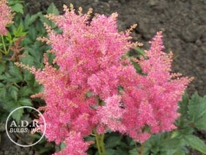 Astilbe 'Rhineland'
