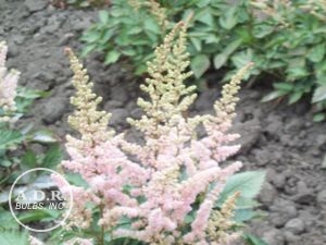 Astilbe chinensis 'Finale'