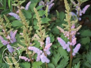 Astilbe chinensis 'Pumila'