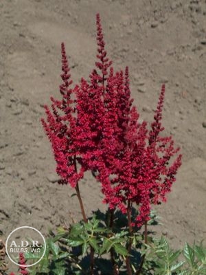 Astilbe chinensis 'Veronica Klose'