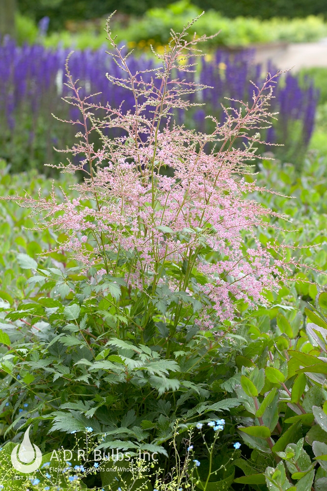 Astilbe Key Biscayne