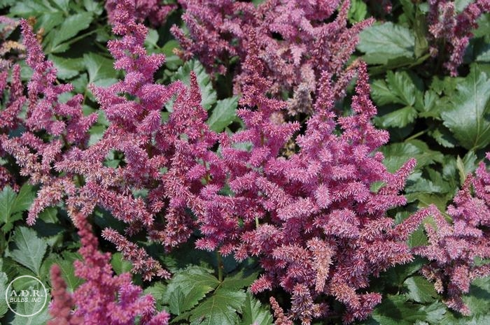 Astilbe Vision