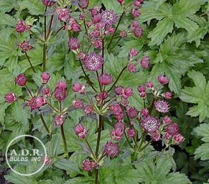 Astrantia 'Abbey Road'