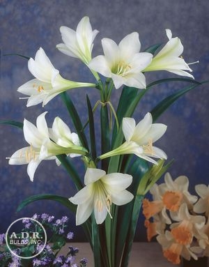 Amaryllis 'Amputo'