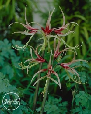 Amaryllis 'Chico'