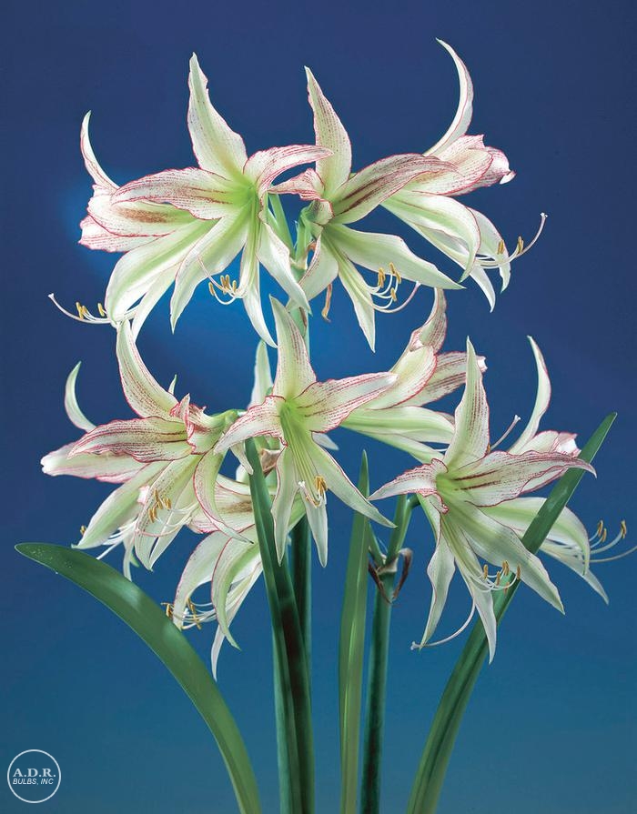 Amaryllis 'Emerald'
