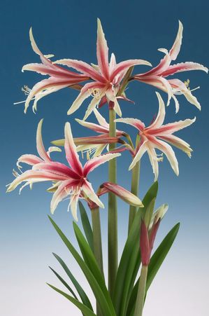 Amaryllis 'Night Star'