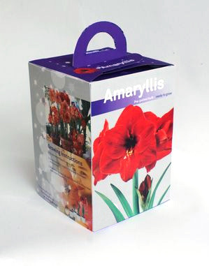 Amaryllis Assorted Pre-potted; White, Dark Red, Red