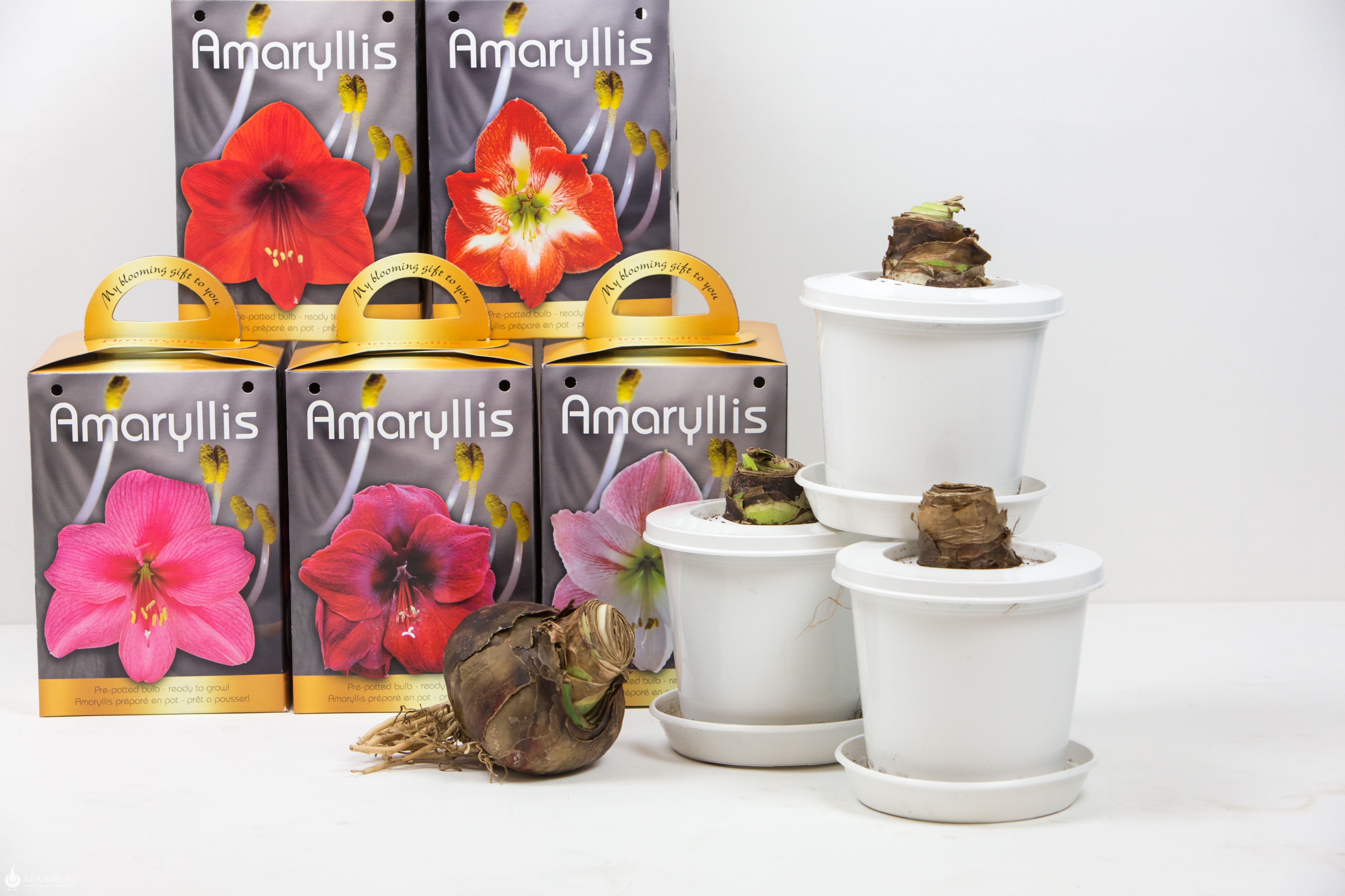 Amaryllis Assorted Pre-potted; Apple Blossom, White, Red