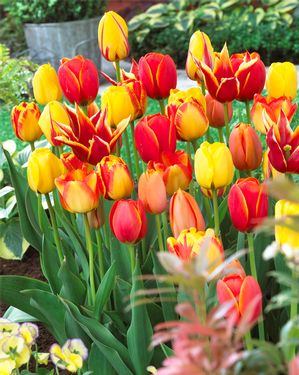 Tulipa long lasting mix 'Fire Glow Mix'