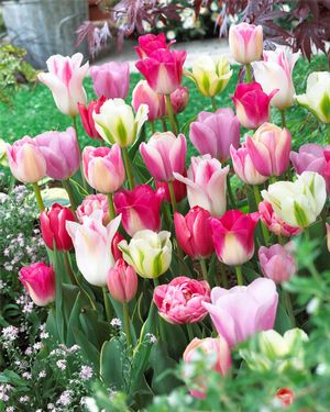Tulipa long lasting mix 'Sweet Pink Mix'