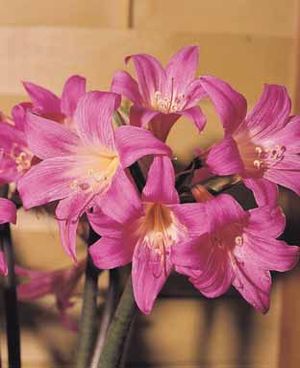 Amaryllis 'Belladonna'
