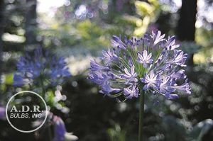 Agapanthus 'Blue Triumphator'