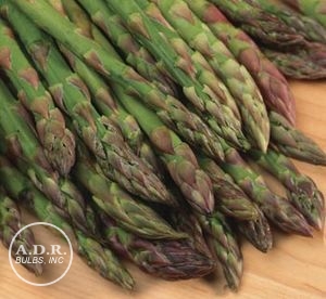 Asparagus 'Jersey Giant'