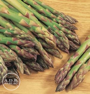 Asparagus 'Mary Washington'