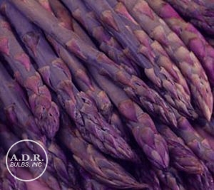 Asparagus 'Purple Passion'