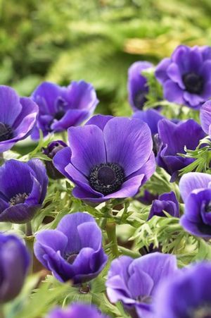 Anemone coronaria 'Mr. Fokker'