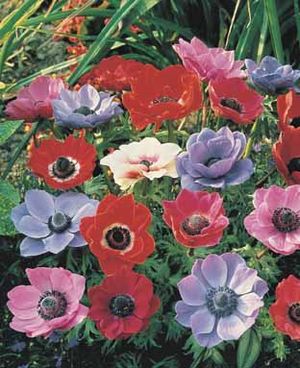 Anemone coronaria 'de Caen'