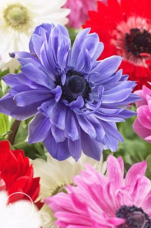Anemone coronaria 'St. Brigid'