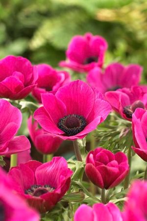 Anemone coronaria 'Sylphide'