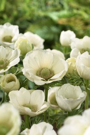 Anemone coronaria 'The Bride'