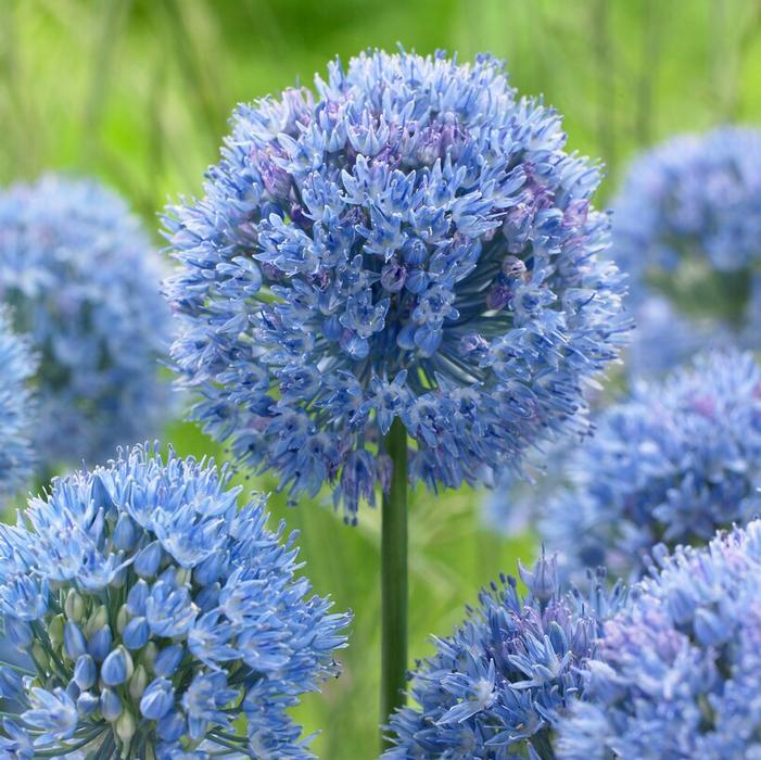 Allium miniature 'Azureum'