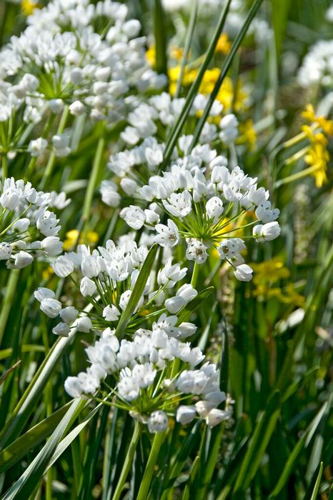 Allium miniature 'Cowanii'