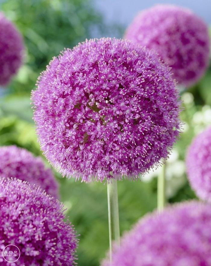 Allium giant 'Giganteum'