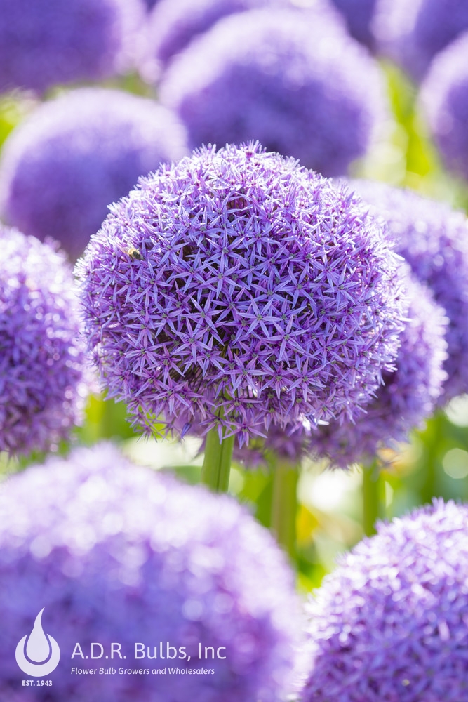 Allium giant 'Globemaster'