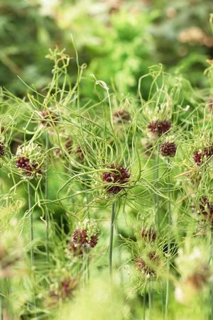 Allium miniature 'Hair'
