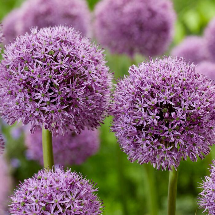Allium giant 'Gladiator'