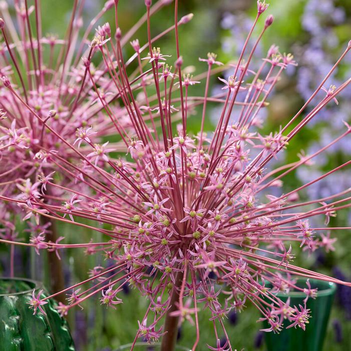 Allium tall 'Schubertii'