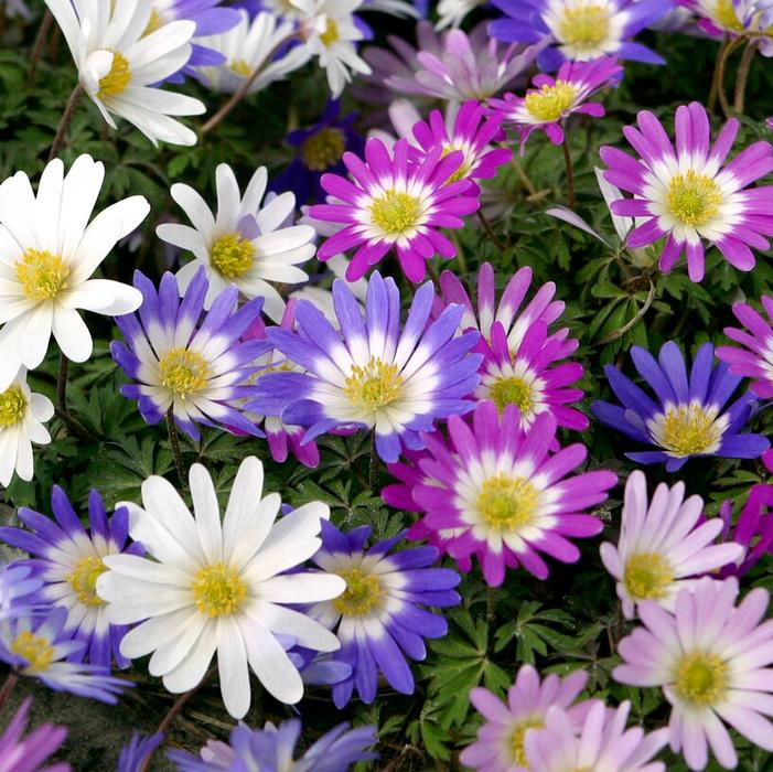 Anemone blanda 'Mixed'