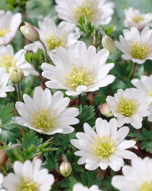 Anemone blanda 'White Splendour'