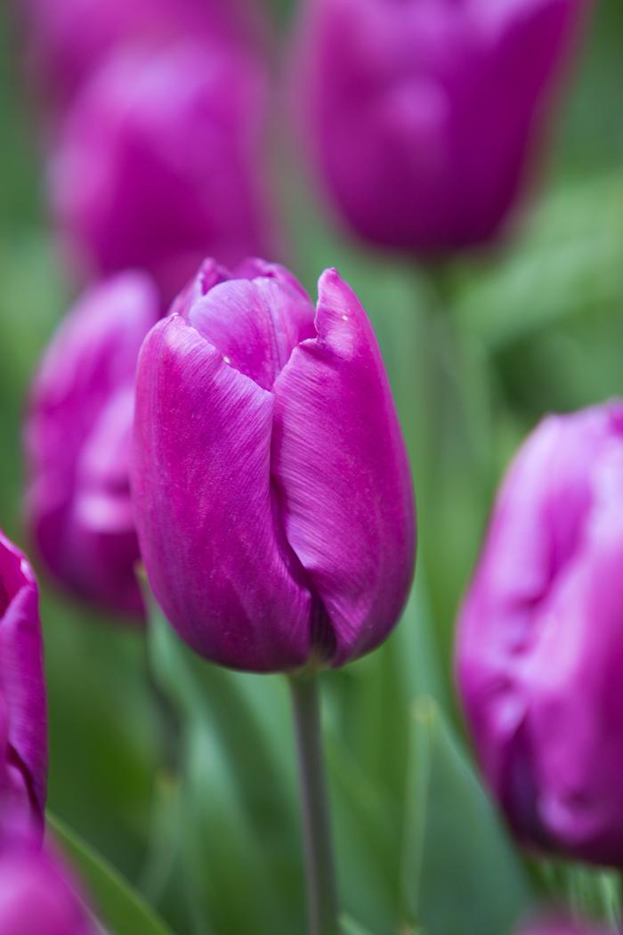 Tulipa single early 'Purple Prince' ''