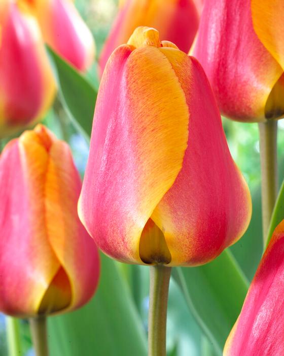 Tulipa darwin hybrid 'Apeldoorn's Elite' Tulip from ADR Bulbs