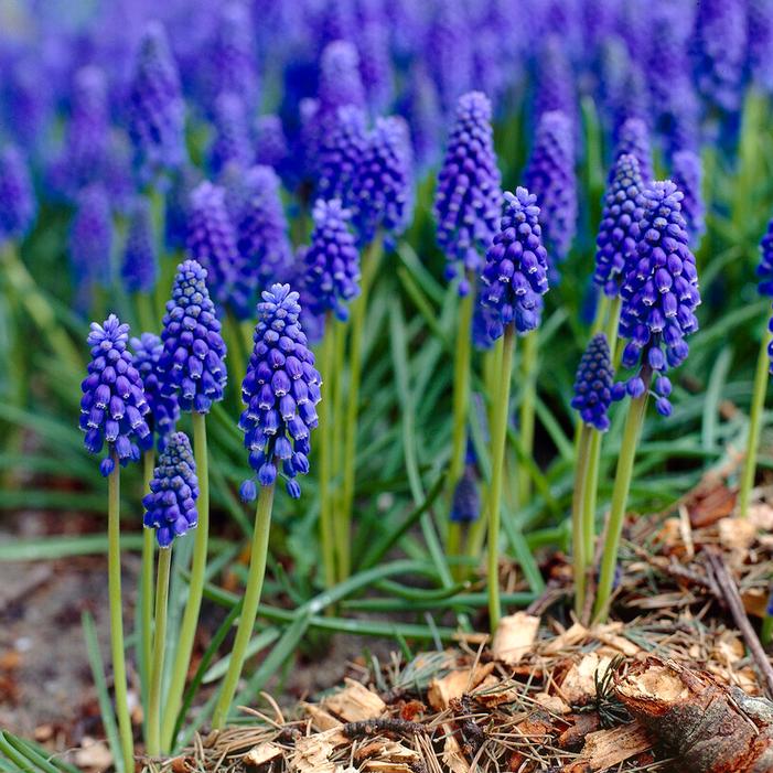 Muscari armeniacum ''