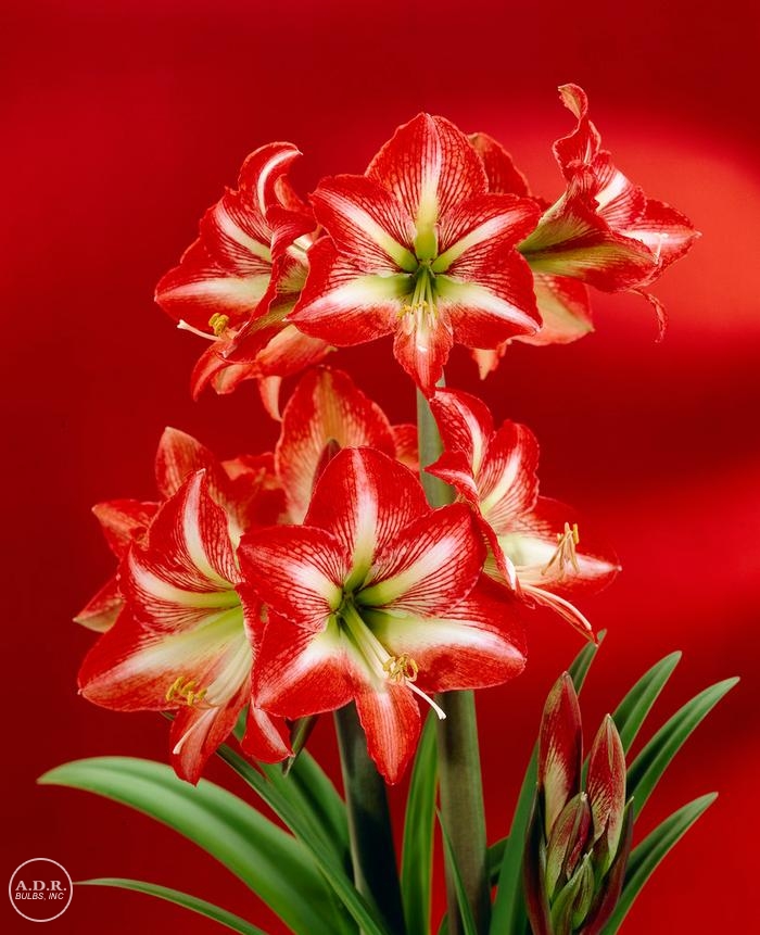 Amaryllis miniature 'Baby Star'