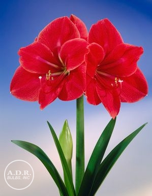 Amaryllis 'Amigo'
