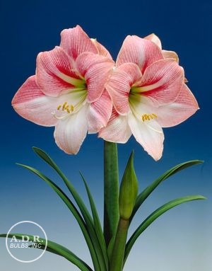 Amaryllis 'Apple Blossom'